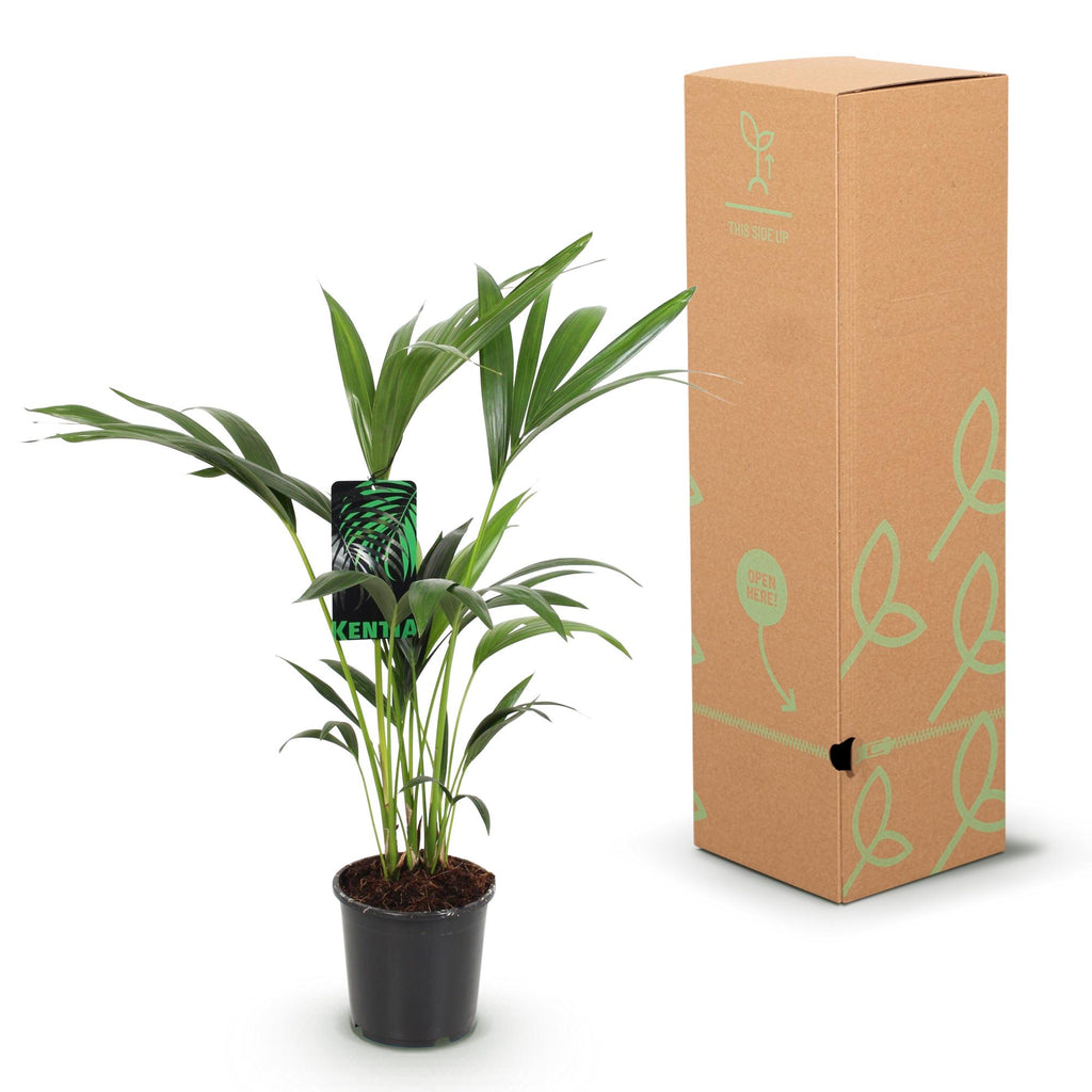 Howea Forsteriana, 70-75 cm hoog, geschikte tuinplant