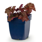 Purperklokje Heuchera 'Palace Purple', schaduwplant, paars, sierlijk blad