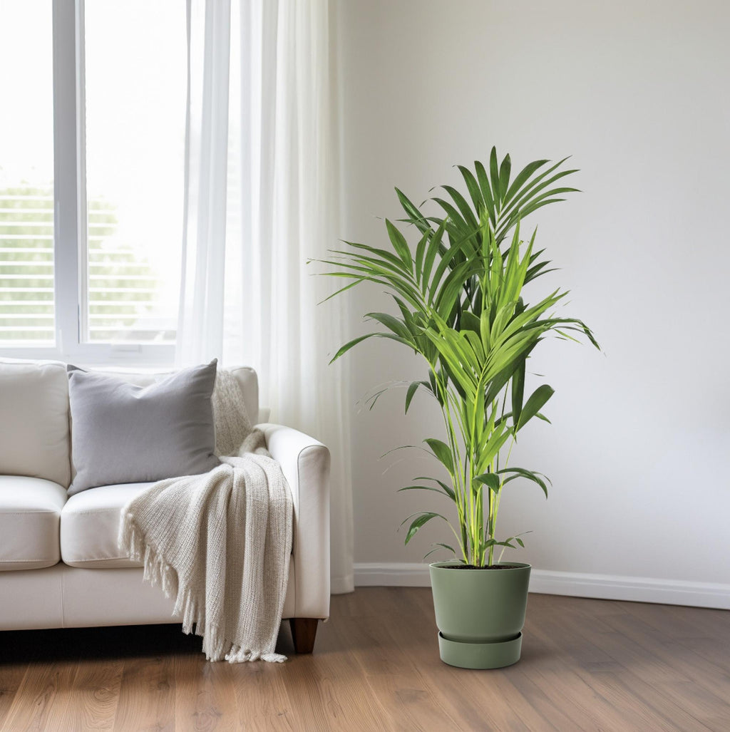 Productfoto van Howea Forsteriana