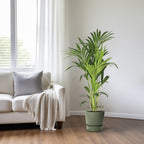 Productfoto van Howea Forsteriana