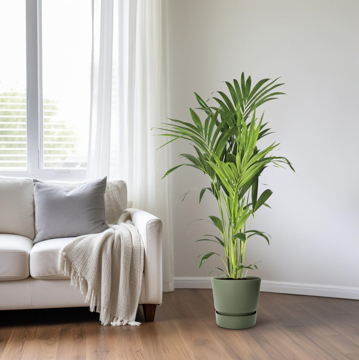 Productfoto van Howea Forsteriana