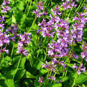 Stachys mon. &