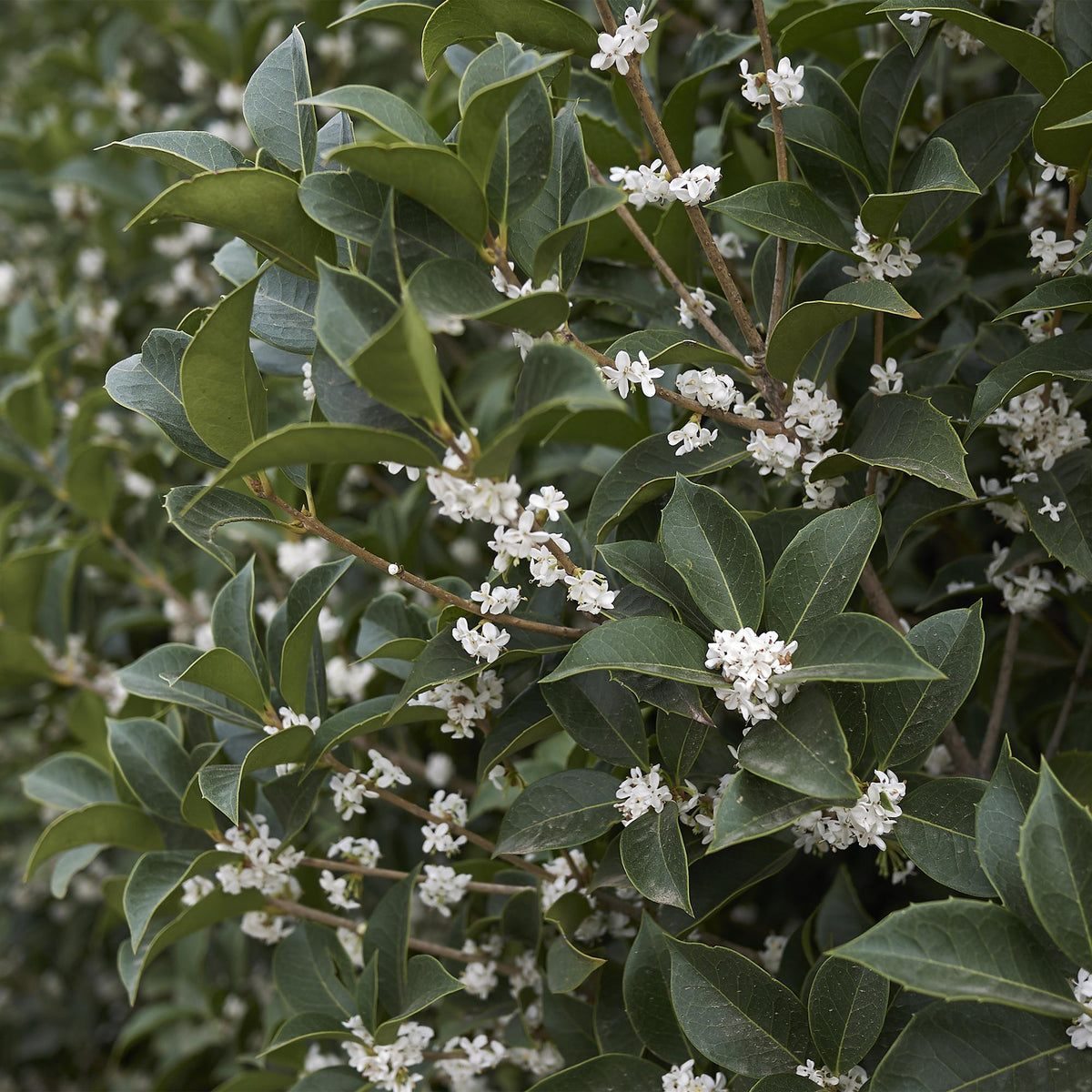 Osmathus burkwoodii, kenmerkend blad