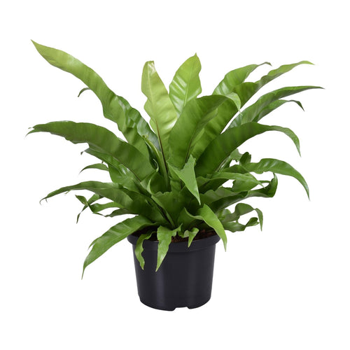 Productfoto van Asplenium Antiquum