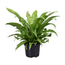 Asplenium antiquum, 60 cm hoog
