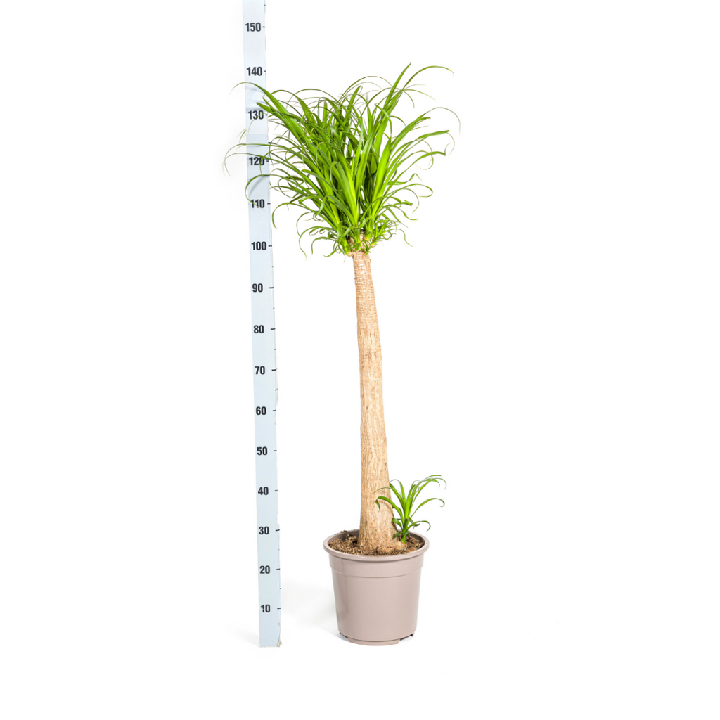 Beaucarnea Recurvata Stam, detail van het blad