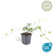 48x Hedera helix &