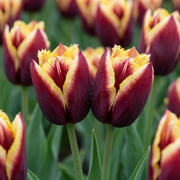 Tulp &