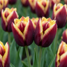 Tulp 'My Favourite Topping' bloembollen
