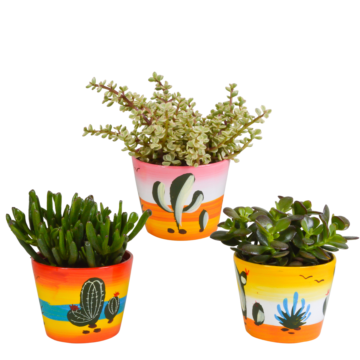 Productafbeelding van Pureplant