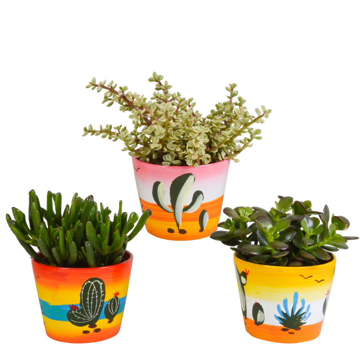 Crassula mix