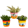 Crassula mix