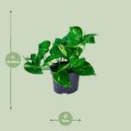 Detailfoto van Epipremnum aureum, scindapsus met bont hartvormig blad