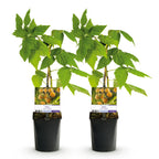 Framboos, groeiwijze van de plant