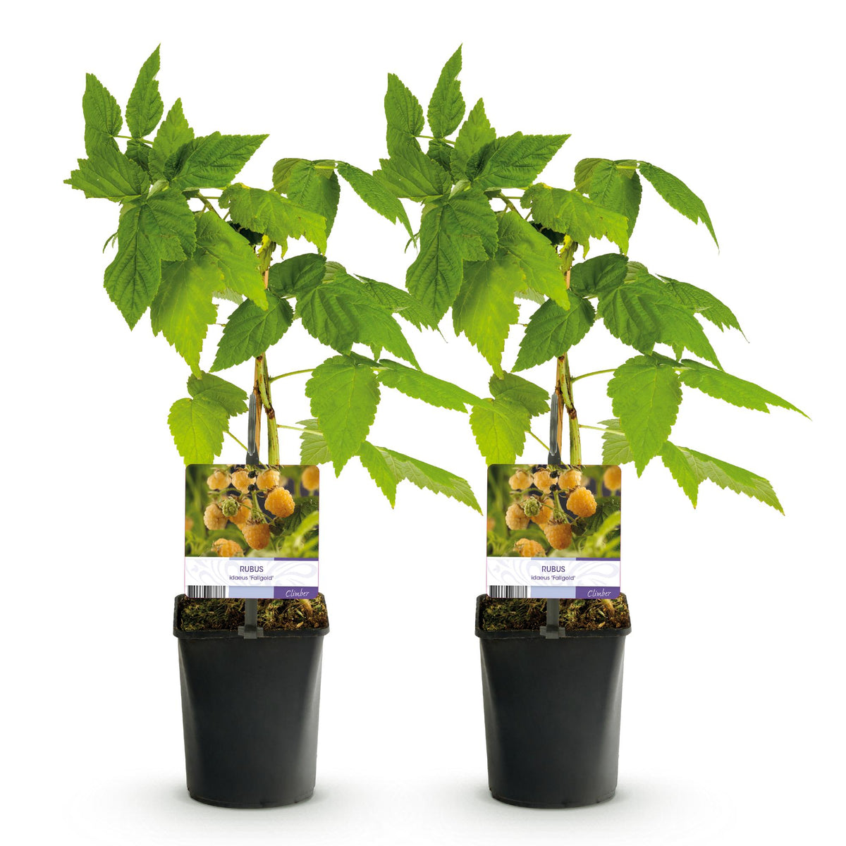 Framboos, groeiwijze van de plant
