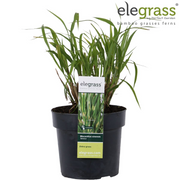 Miscanthus sinensis Strictus