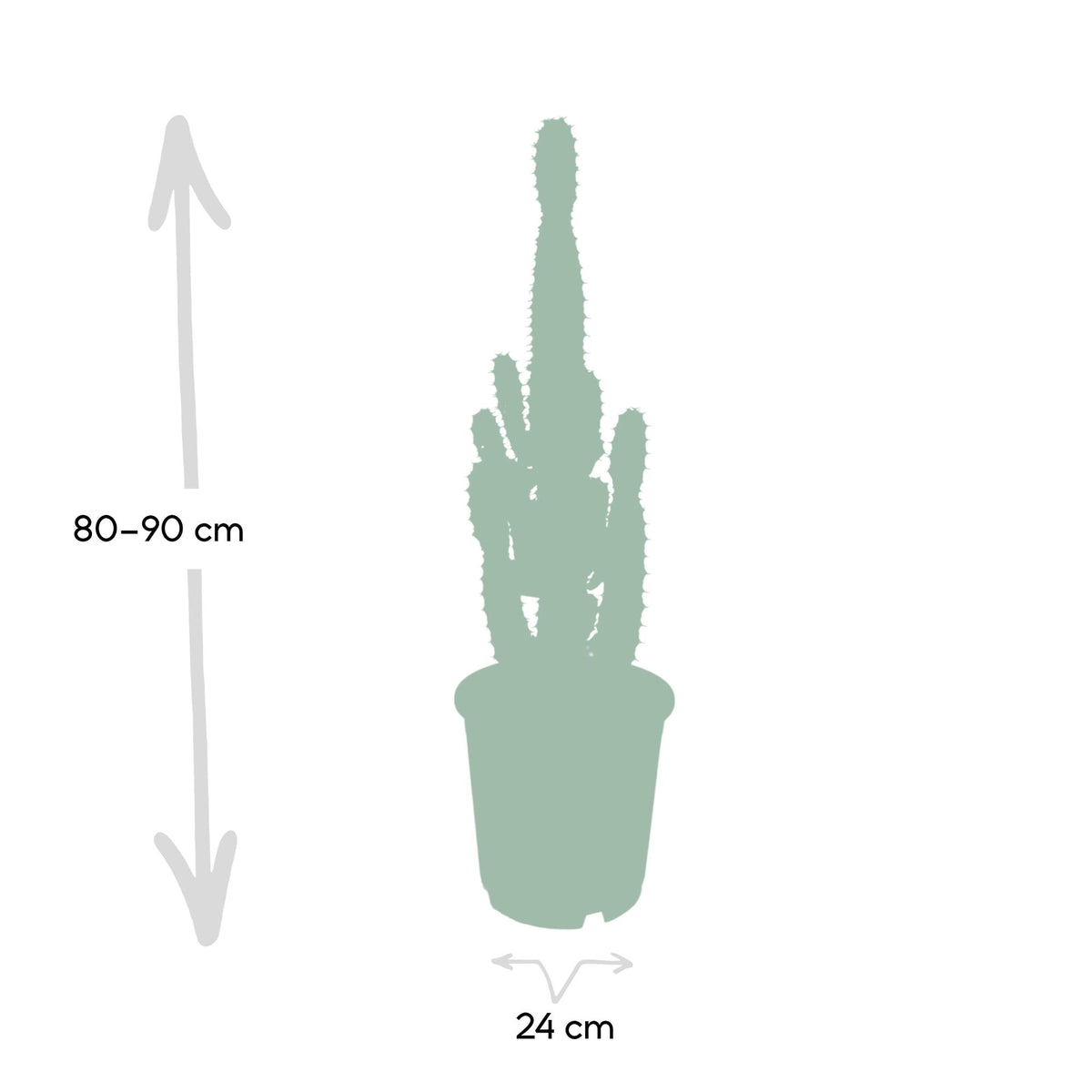 Detailfoto van Euphorbia acrurensis, kandelaarvormige stengels, 60 cm hoog