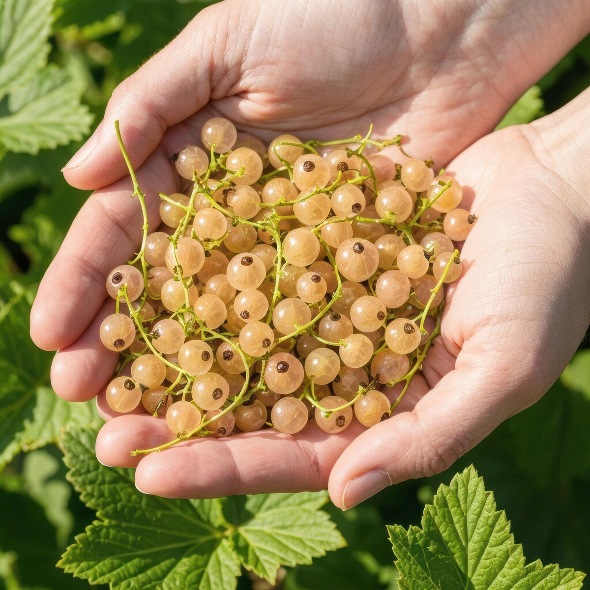 Witte bes Ribes rubrum Witte Hollander, groeiwijze van de plant