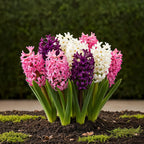 Hyacinth Pastel mix, plant in pot