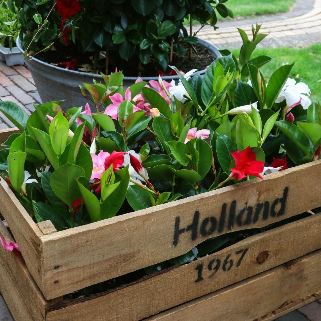 Productafbeelding van Pureplant