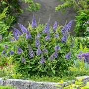 Buddleja davidii Butterfly Candy Little Lila