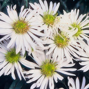 Aster ageratoides &