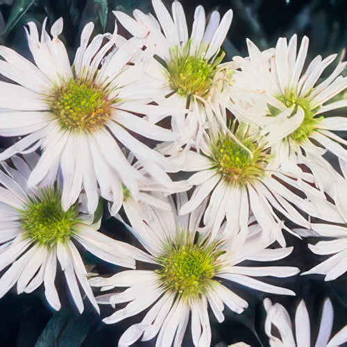 Aster ageratoides 'Ashvi', detail van het blad