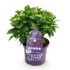 Hortensia Hydrangea Forever & Ever paars, kenmerkend blad