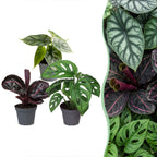 3x Baby Jungle Mix mini kamerplanten