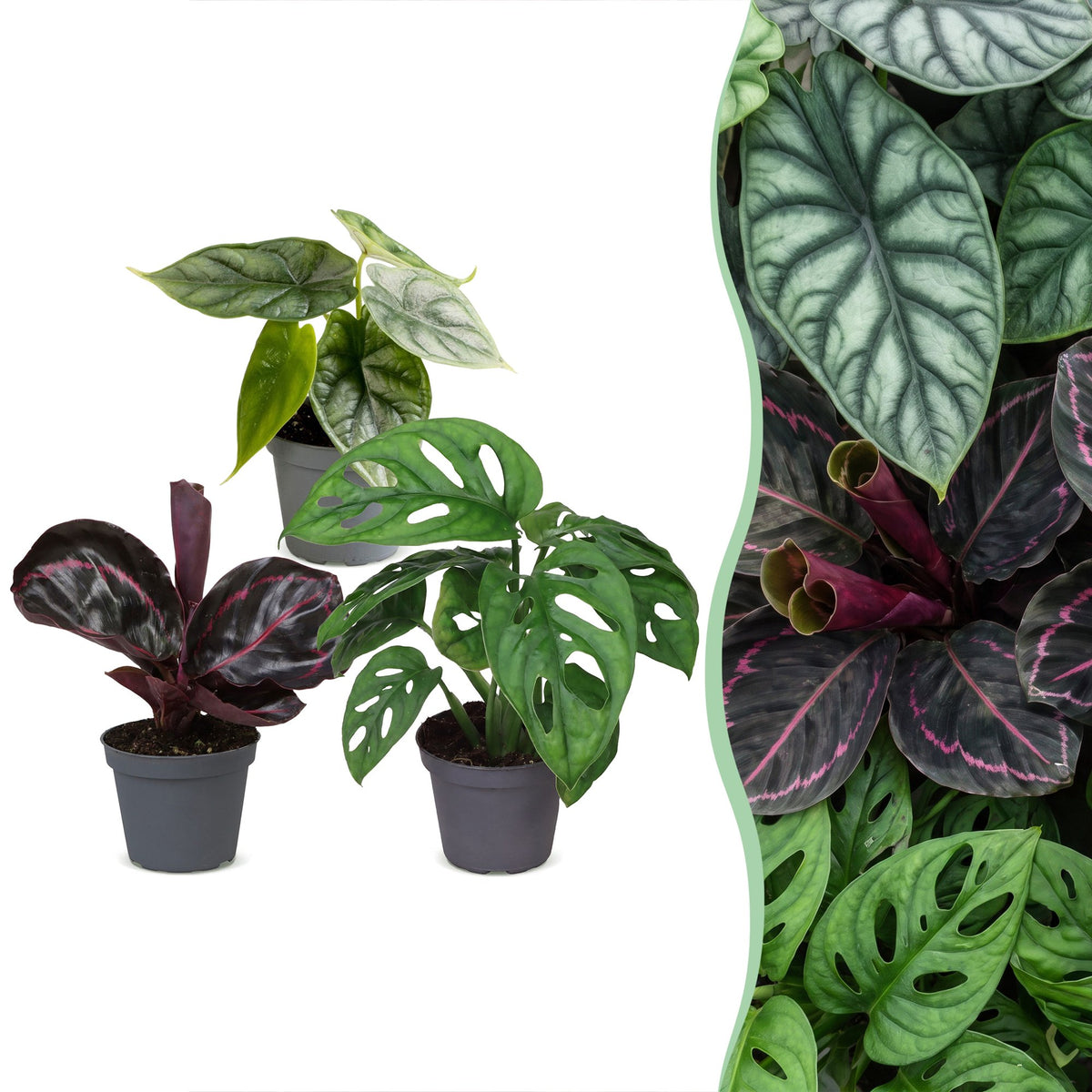 3x Baby Jungle Mix mini kamerplanten
