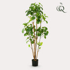 Productafbeelding van Pureplant