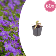 Geranium &
