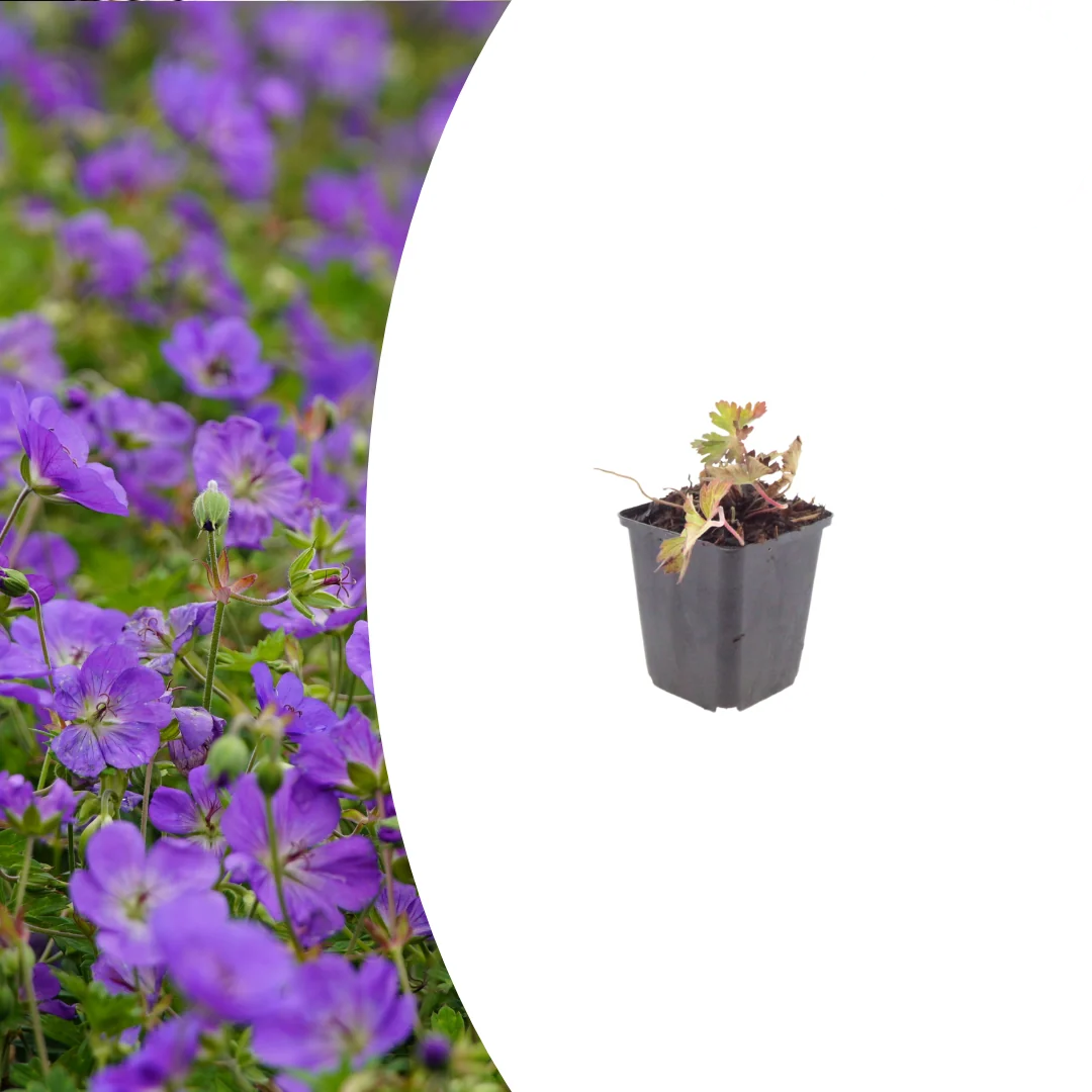 Geranium 'Azure Rush', detail van het blad