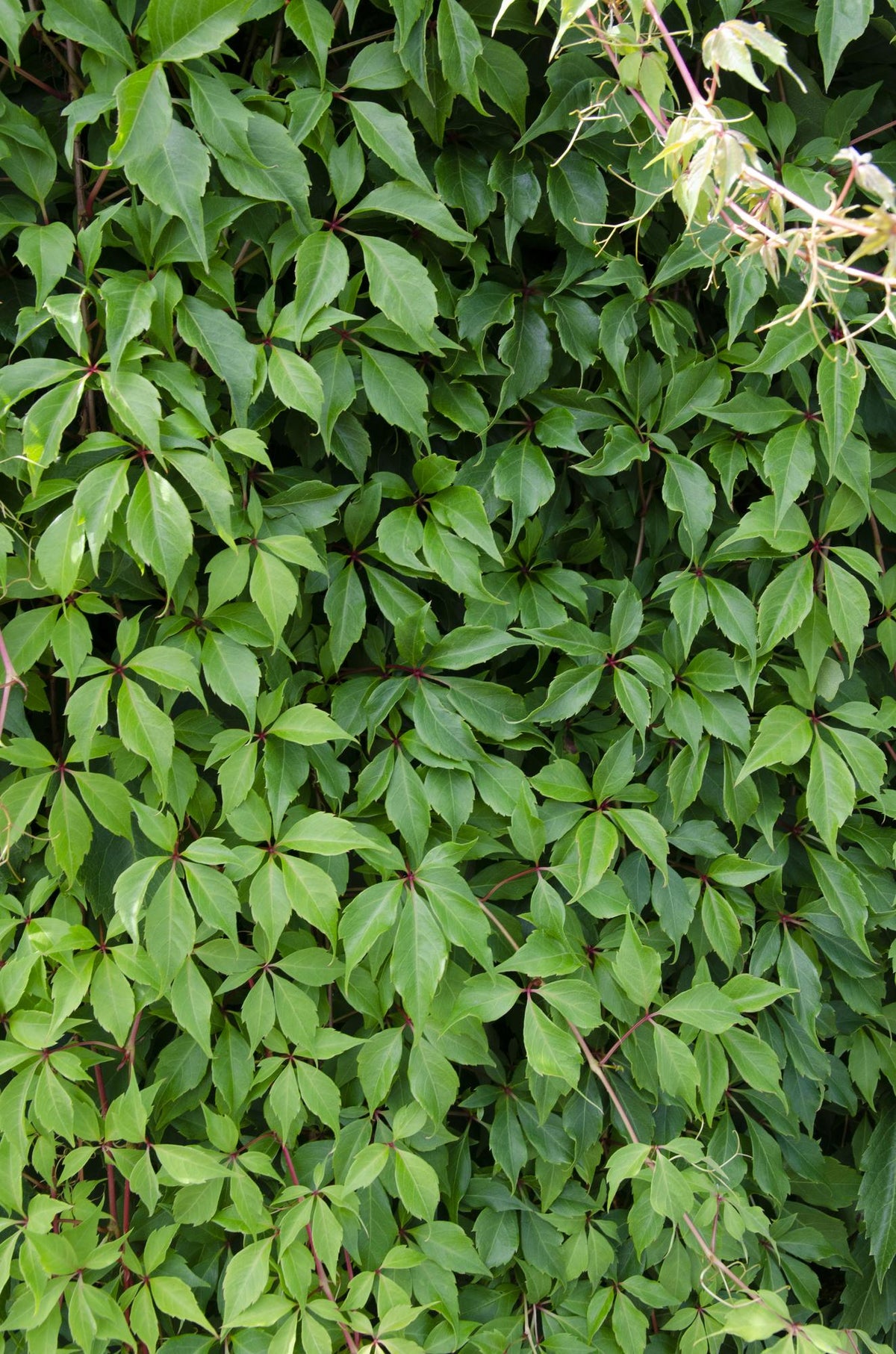 Productafbeelding van Pureplant