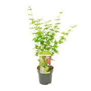 Acer palmatum Going Green