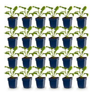 Echinacea Tricolour - Zonnehoed - Geel - Roze - Wit - 24 Planten