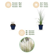 Cortaderia sell. Pumila - Dwergpampasgras - Met Pluim - Grijs - 6 Planten