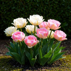 Tulp Double Sensation, kenmerkend blad