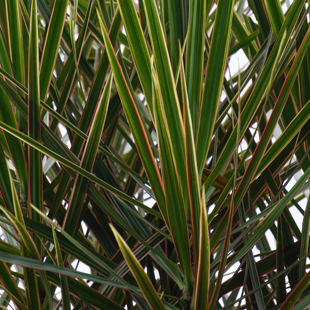 Dracaena Marginata, groeiwijze van de plant