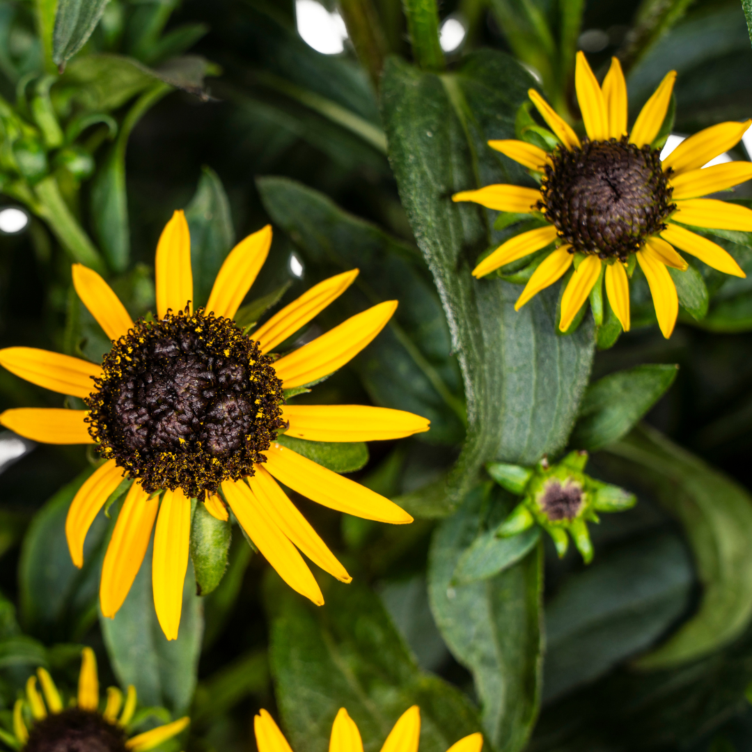 Rudbeckia Fulgida Little, groene bladeren