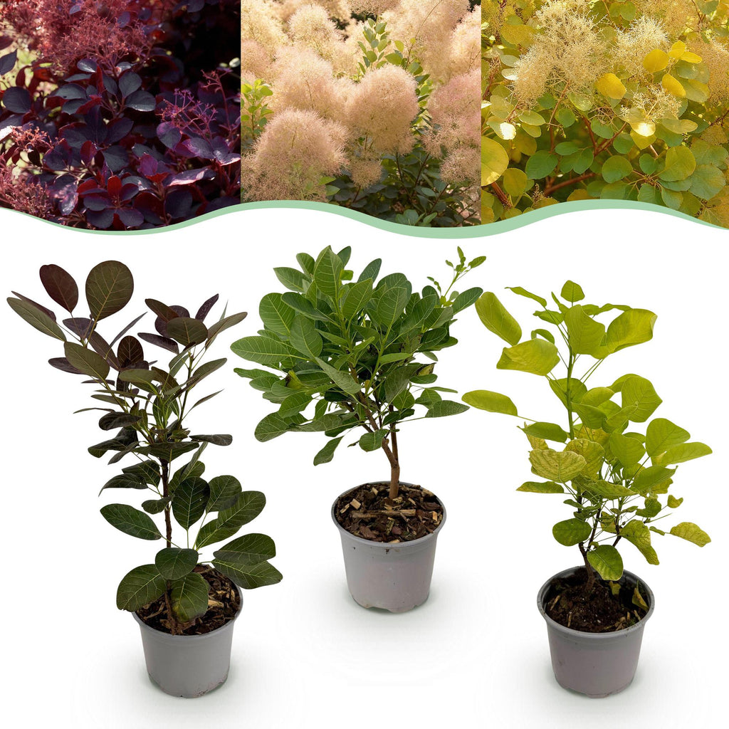 Cotinus coggyria Tricolour, plant in pot