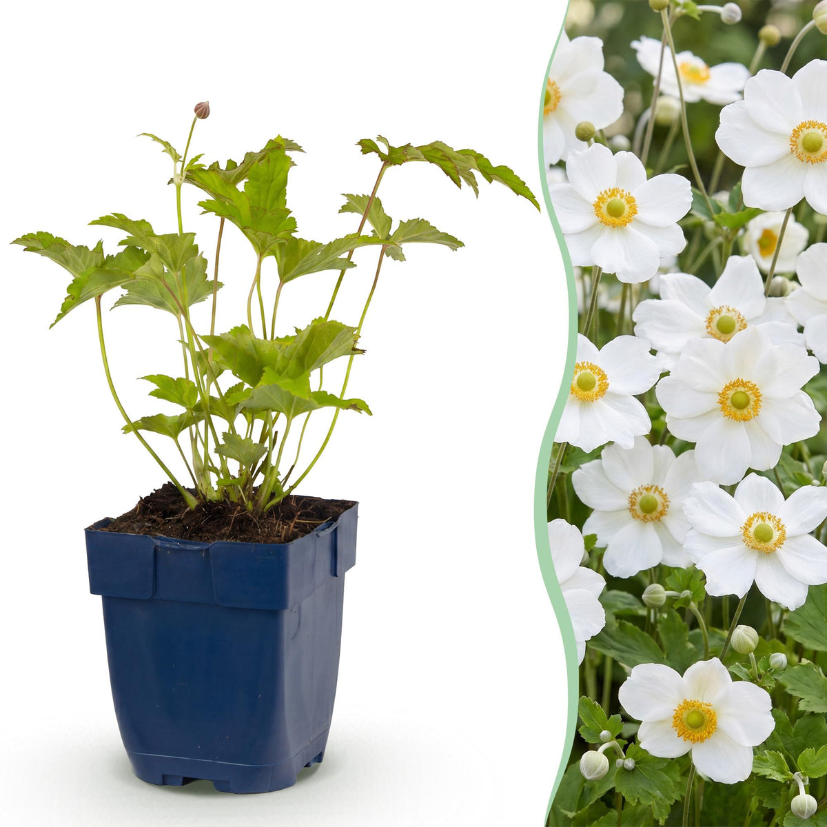 Herfst anemoon hybr. Hon. Jobert, met witte bloemen, compacte plant