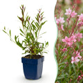 Prachtkaars Gaura 'Florgauros', bijenplant, roze, plant in pot