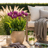 Tulp Triumph Purple