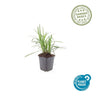 12x Liriope muscari 'Moneymaker'