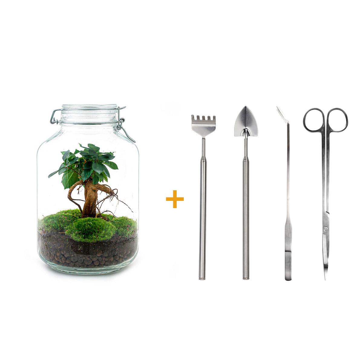 Detailfoto van DIY bonsai terrarium Jar Ficus ginseng, compleet gereedschap