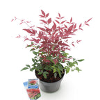 Nandina Obsessed, detail van het blad