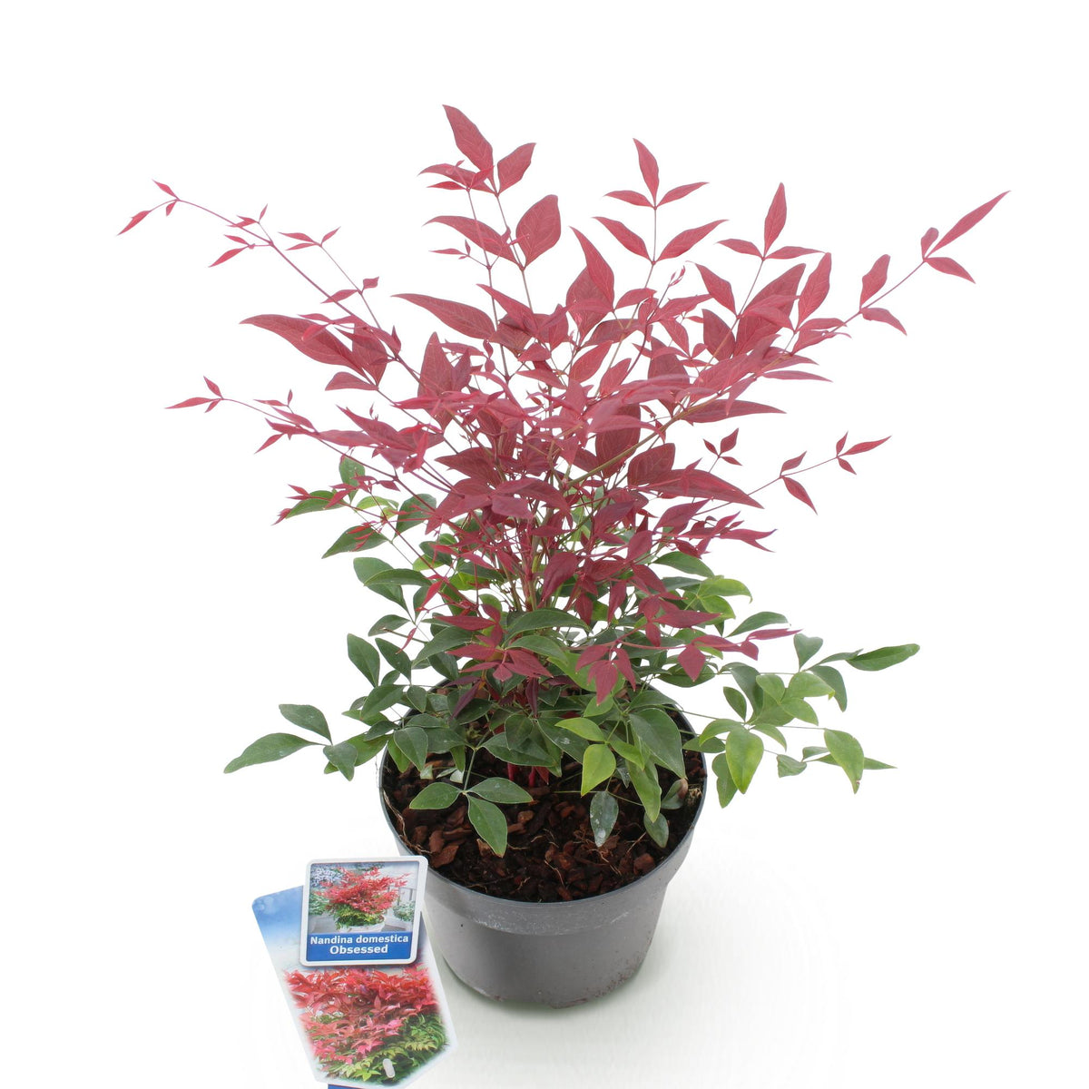 Nandina Obsessed, detail van het blad