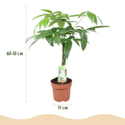 Pachira Aquatica gevlochten stam, 60-70 cm hoog