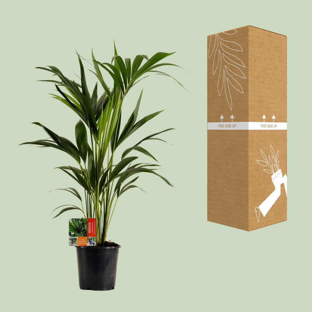 Howea Forsteriana, groene bladeren